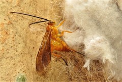 Theronia steindachneri