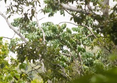 Polyscias kavaiensis