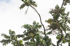 Polyscias kavaiensis