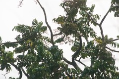 Polyscias kavaiensis