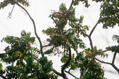 Polyscias kavaiensis