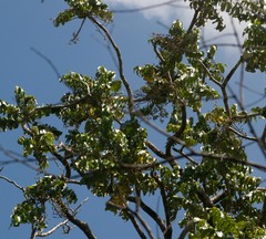 Polyscias kavaiensis