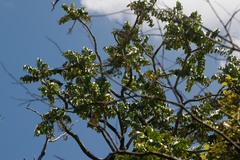 Polyscias kavaiensis