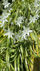 Ornithogalum nutans