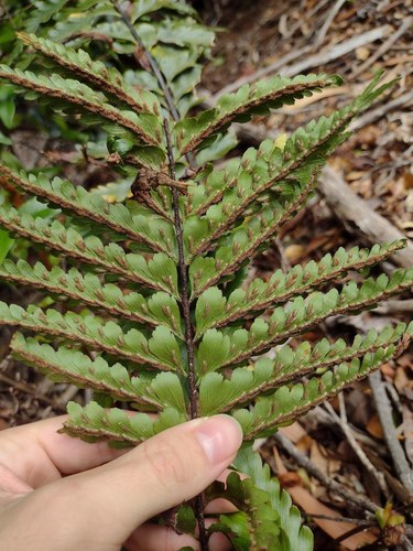 Speenwort (Asplenium caudatum)