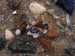 Patelloida latistrigata