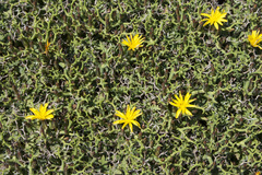 Launaea cervicornis