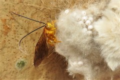 Theronia steindachneri