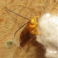 Theronia steindachneri
