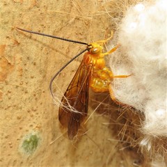 Theronia steindachneri