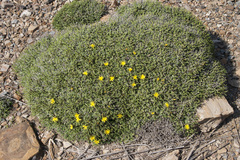 Launaea cervicornis