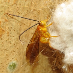 Theronia steindachneri