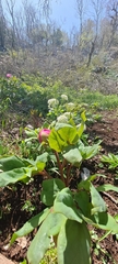 Paeonia mascula