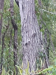 Eucalyptus marginata marginata