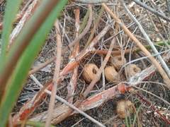 Tersonia cyathiflora