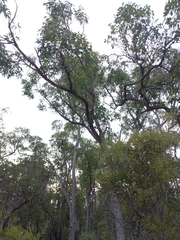Eucalyptus marginata marginata