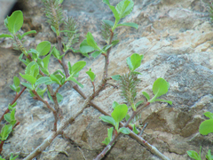 Salix tarraconensis