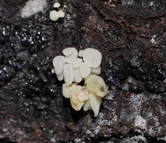 Physalacria australiensis