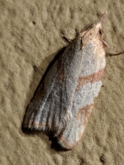 Sparganothis senecionana