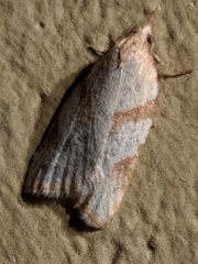 Sparganothis senecionana