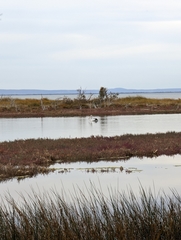 Pelecanus conspicillatus