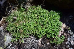 Veronica officinalis