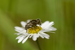 Eristalinus sepulchralis