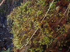 Hyocomium armoricum