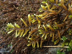 Hyocomium armoricum