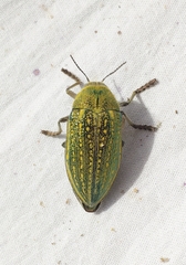 Julodis ehrenbergii