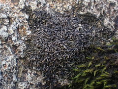Gymnomitrion crenulatum