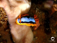 Chromodoris colemani