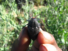 Julodis humeralis