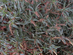 Atriplex paludosa
