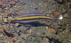 Pentapodus paradiseus