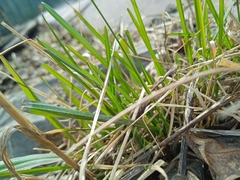 Poaceae