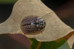 Paropsisterna decolorata