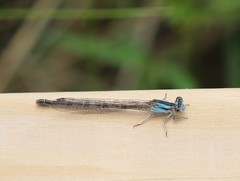 Argia alberta