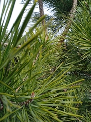 Pinus sylvestris