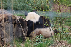 Ailuropoda
