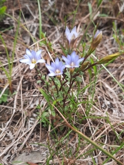 Gentiana loureiroi
