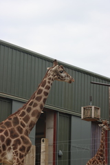 Giraffa camelopardalis camelopardalis