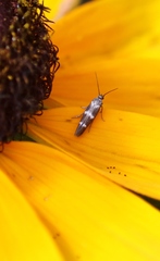 Scythris trivinctella