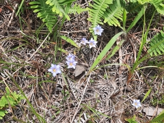 Gentiana loureiroi