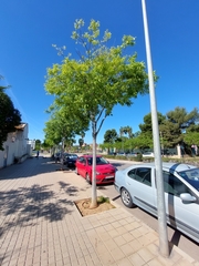 Celtis australis