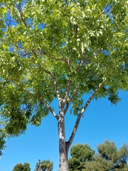 Celtis australis