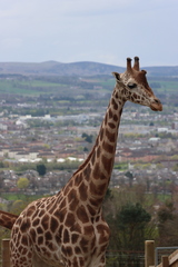 Giraffa camelopardalis camelopardalis