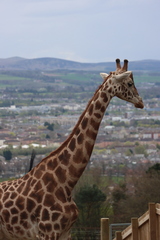 Giraffa camelopardalis camelopardalis