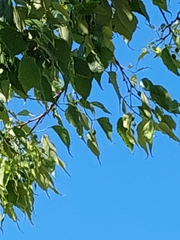Celtis australis