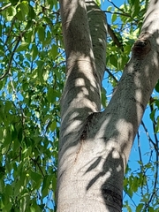 Celtis australis
